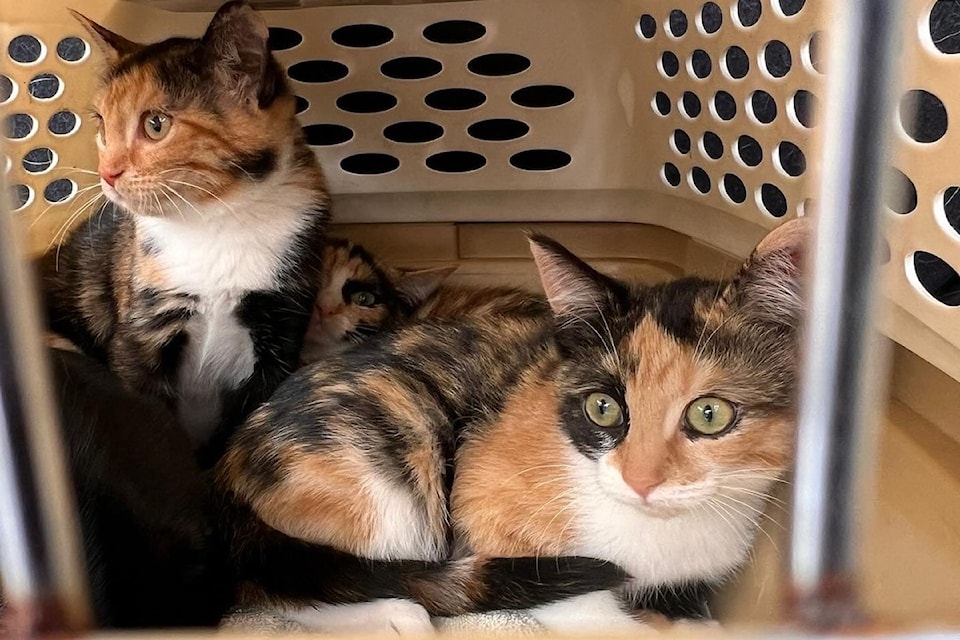 Calico cats found in . 