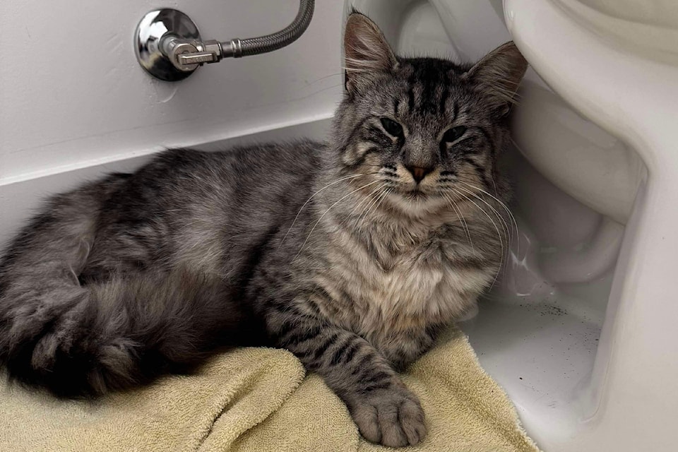 Malachite at his rescuer's home. 