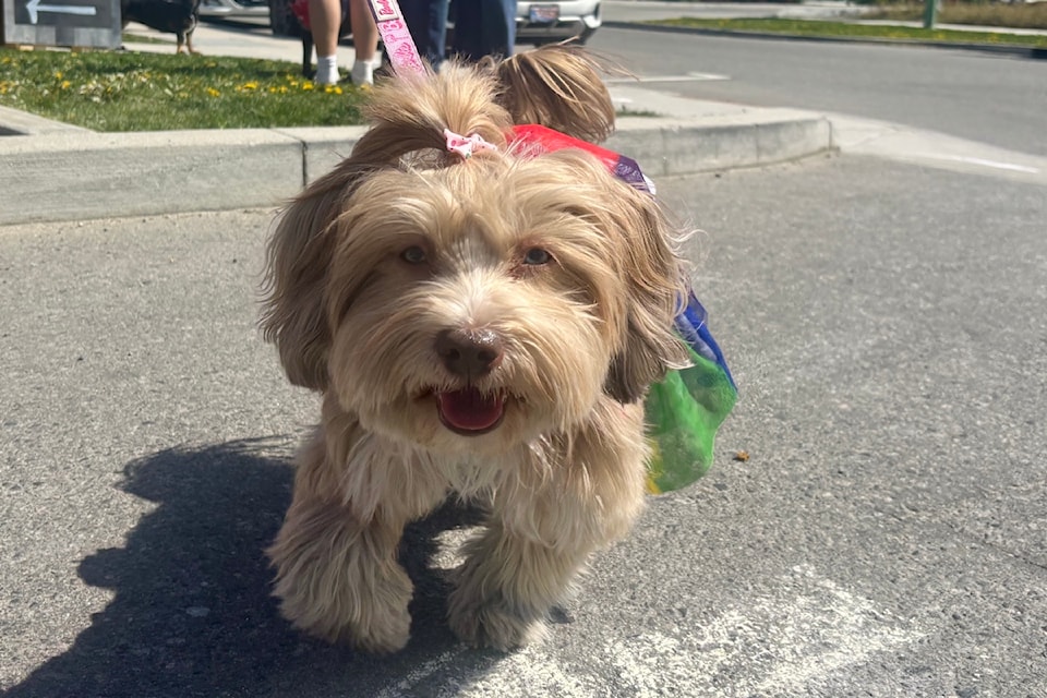 A Pups & Pints fundraiser for Okanagan Humane Society at Rustic Reel, April 26. 