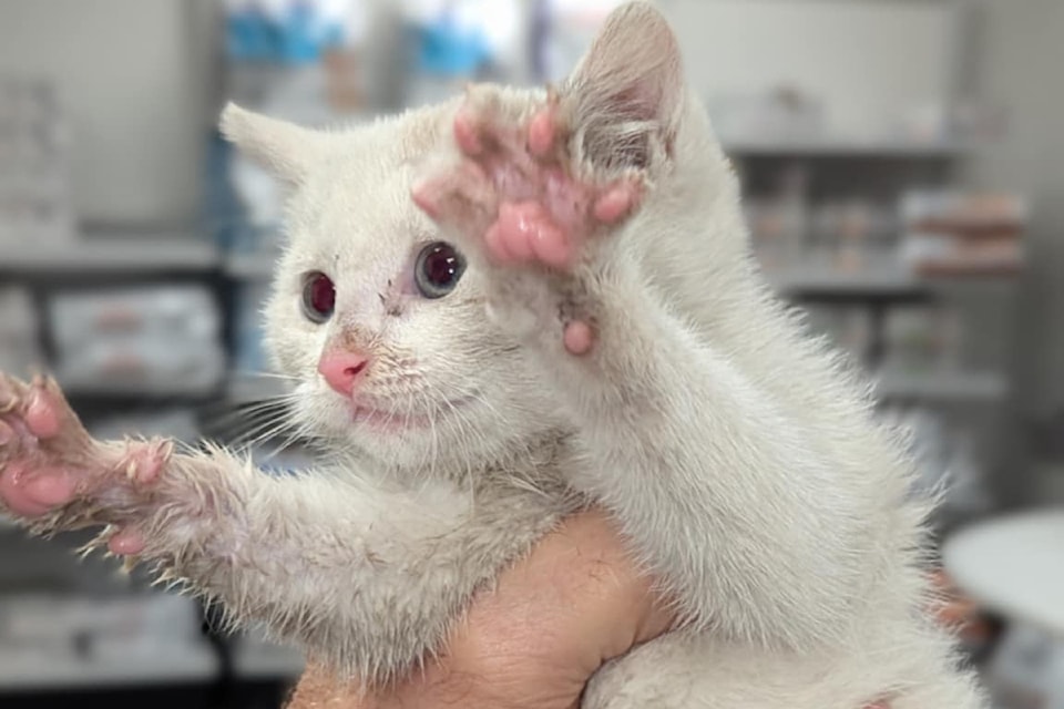 Kitten rescued from cat colony in 鶹ѡ.