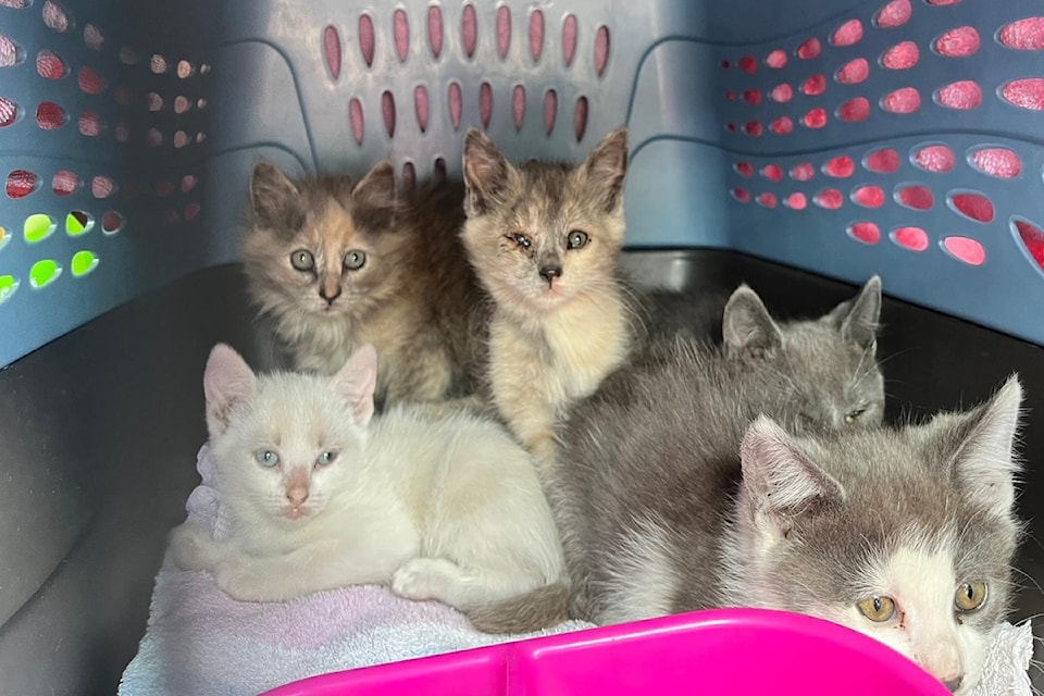 kittens-2