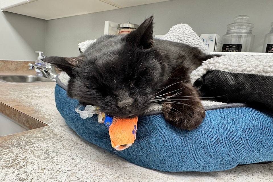 Miracle recovering at the vet. 