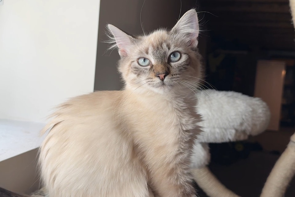 Orbit ready for adoption