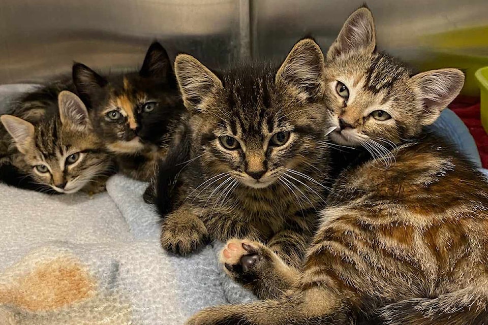 rescue-cats-vet