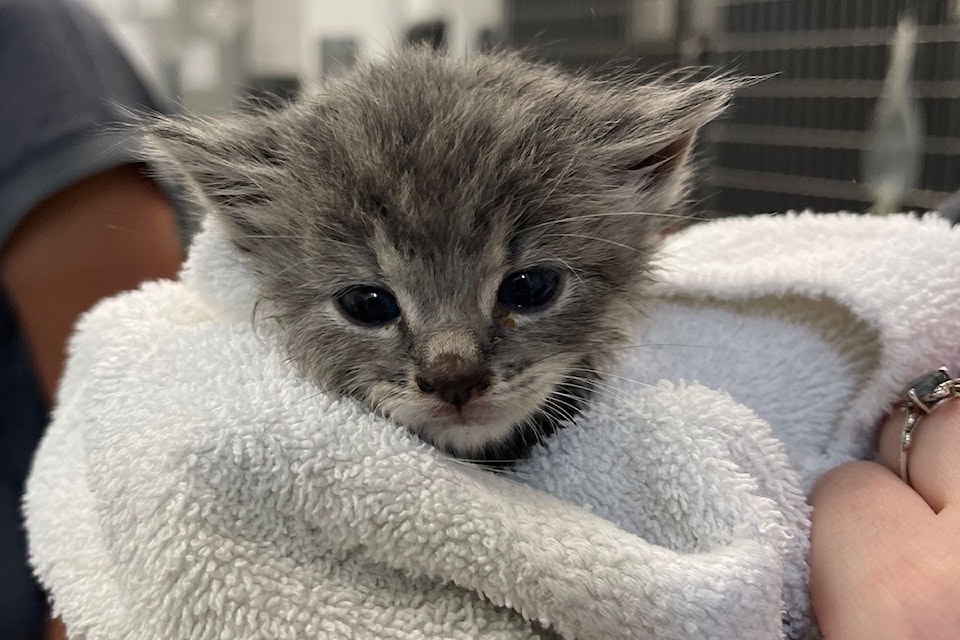 Rescued kitten