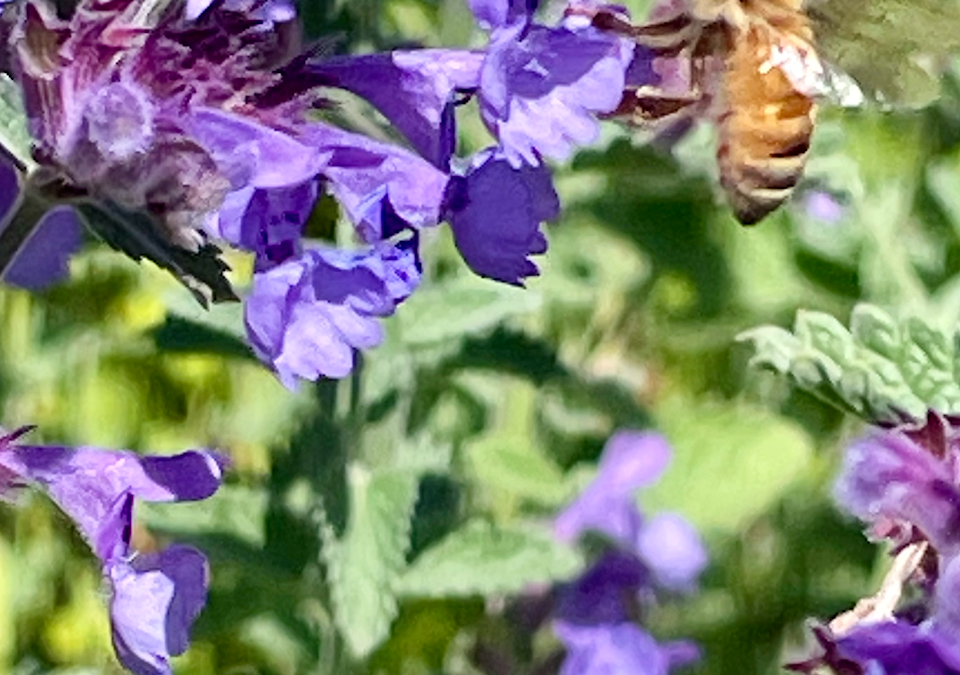 unknown-8