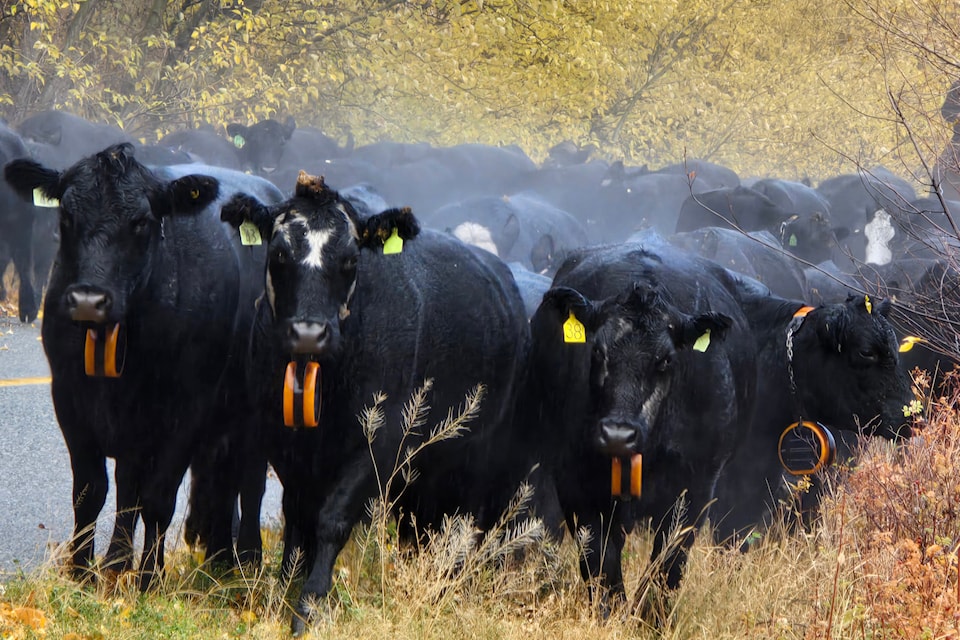 The annual cattle drive for the cows of Barrington Ranch. This year they had new collars that acted as digital fences out on the range of Crater Mountain. 