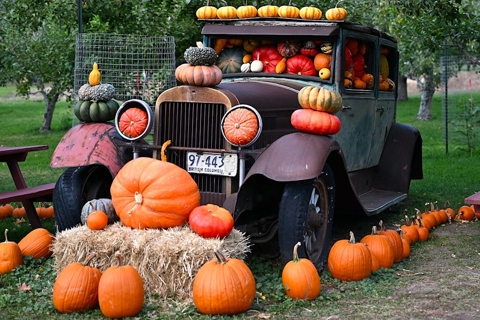 Parson's Fruit Stand packed the antique cars outside full of pumpkins and gourds for the 2024 Halloween season. 