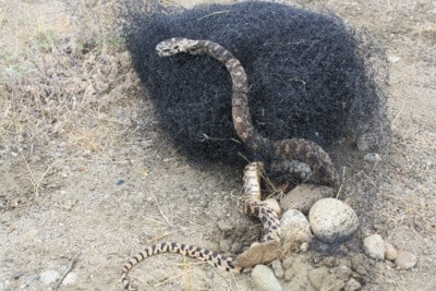 44559keremeossnake2