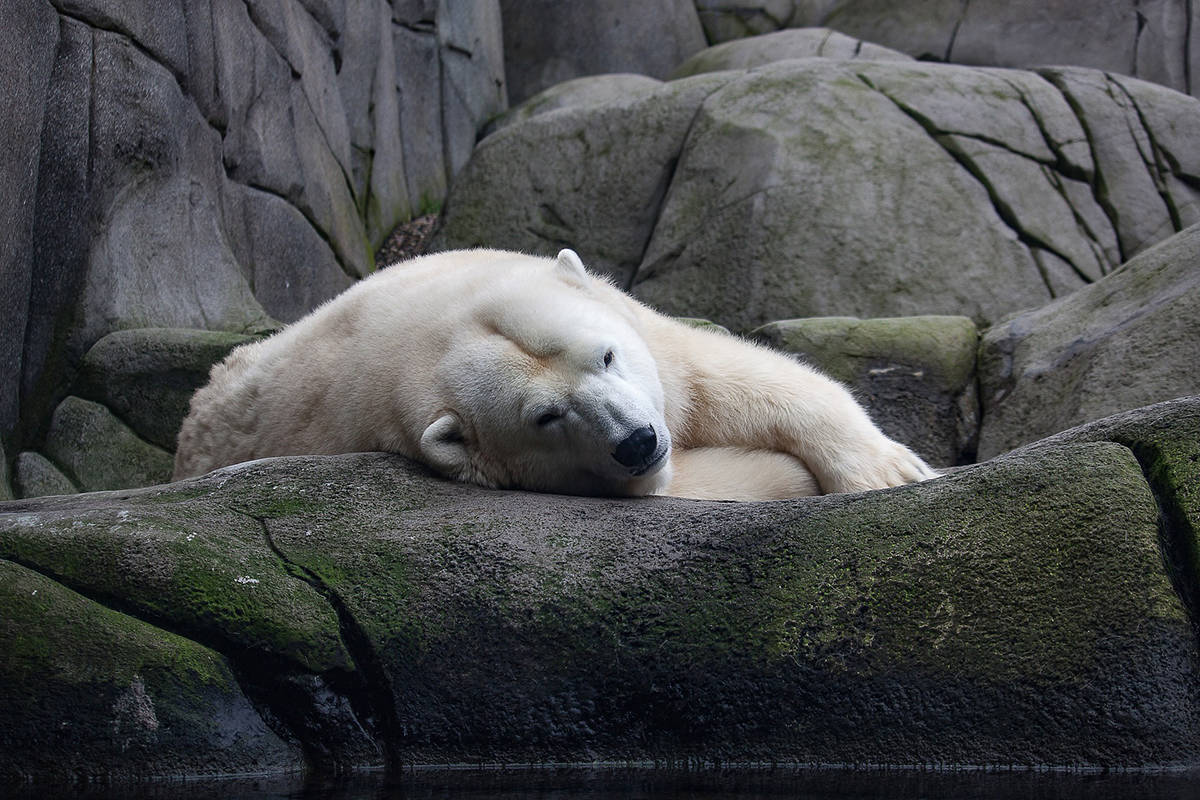 9834285_web1_copy_171215-KCN-polar-bear