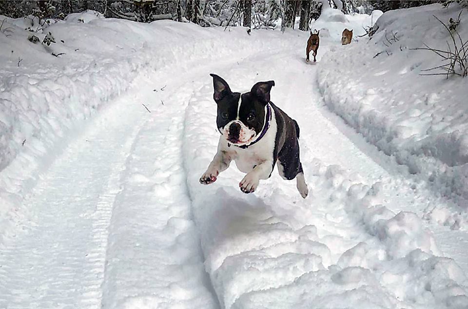 15718595_web1_happy-dog-in-snow
