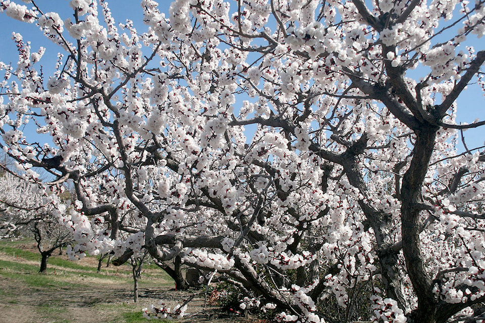 16587146_web1_170406-SUM-S-Blossom-dates_4