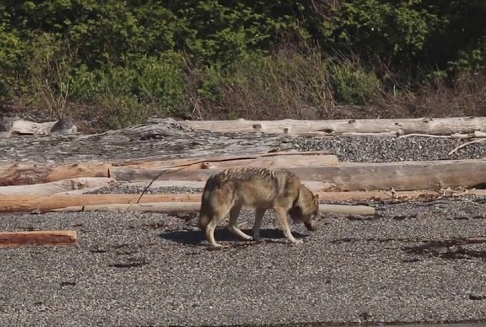 16766403_web1_wolf-vancouber-island-takaya