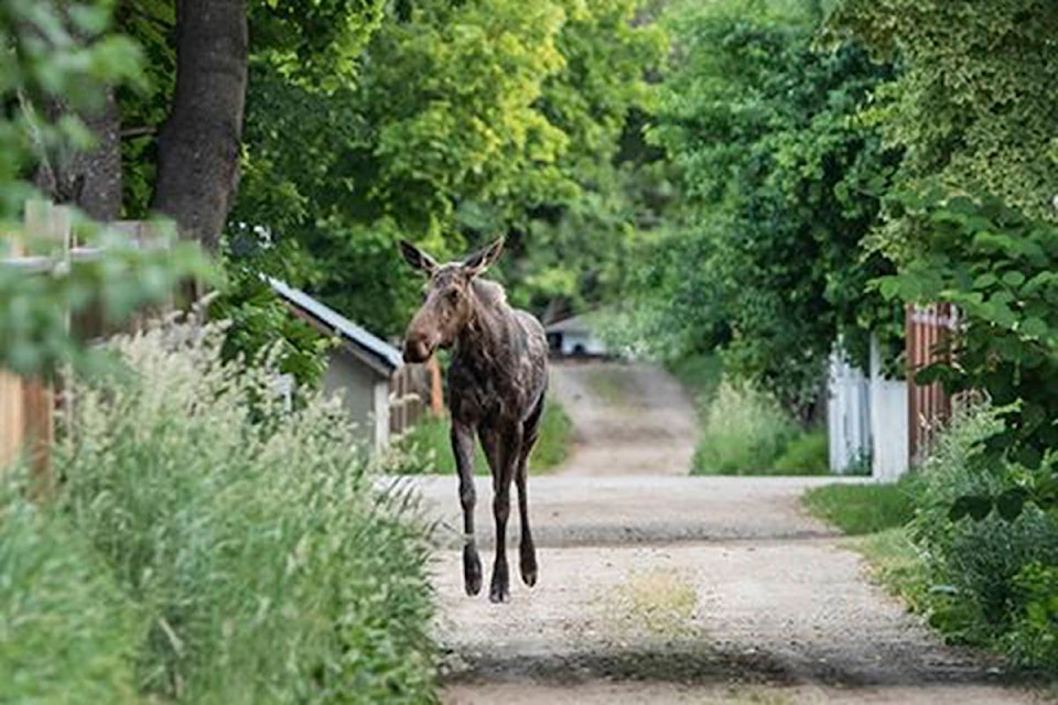 About 5:15 a.m. Monday, June 3, photographer Kristall Burgess captured images of this cow moose strolling near her home in Canoe.