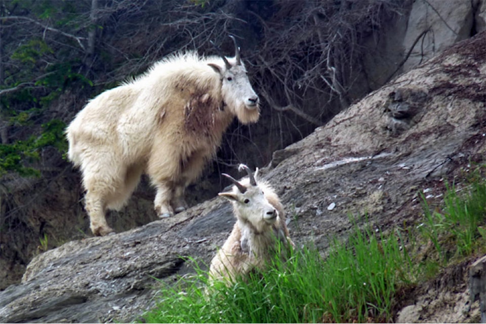 18348315_web1_190905-KER-Mountain-goat
