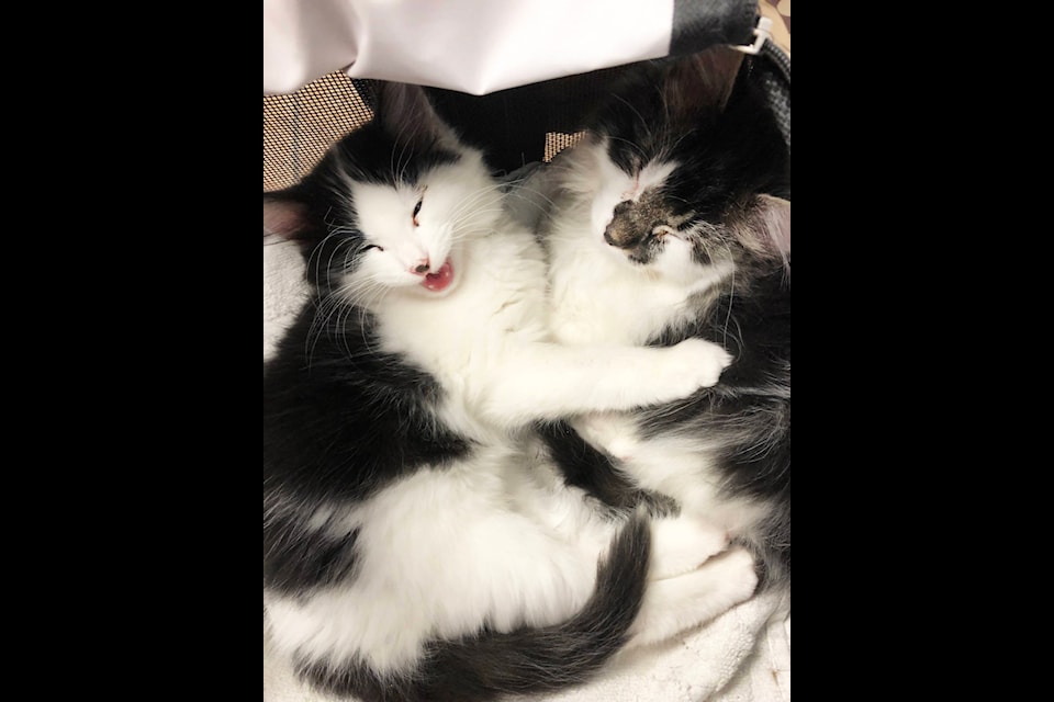 Spot and Marble have now found their forever home after a very tough 14 months. (File )