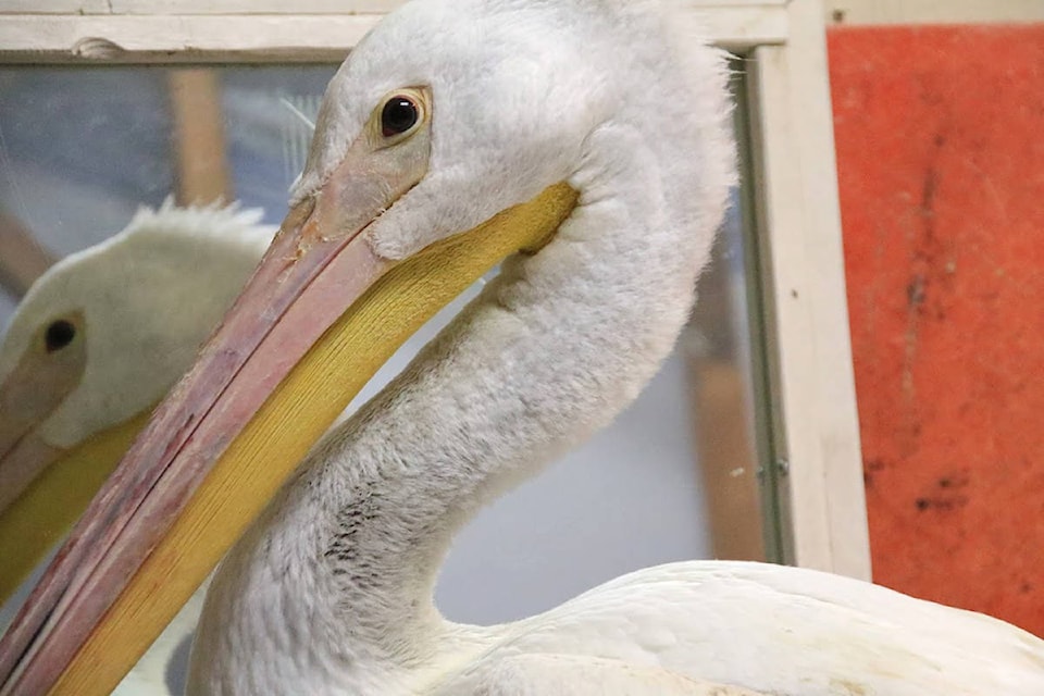 Peli the endangered American White Pelican is on the mend in Burnaby after becoming injured by a fishing line hook in Oliver, last year. (Supplied)