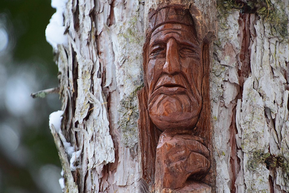 A carving by Métis artist John Sayer looks out at Little Mountain Park in Salmon Arm. Some of the faces are Indigenous and some are of European descent in keeping with his heritage. Sayer carves with students at Salmon Arm’s Storefront School and students helped attach them with ceramic nails so as not to harm the trees. (Martha Wickett - Salmon Arm Observer)