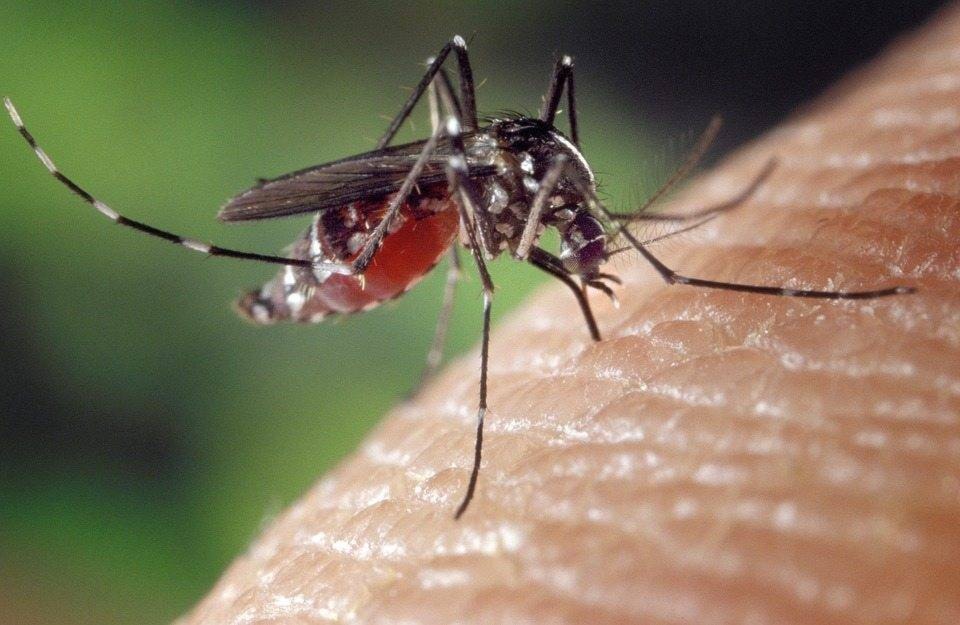 24612334_web1_210324-PWN-Mosquitoes-mozzy_1