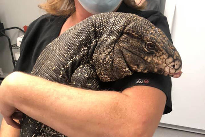 Tegu kitty sales