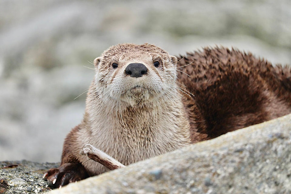 Aggressive river otters living in the Island View Beach area are most likely to be defending their territory and their young, say experts. (Ella Smiley).