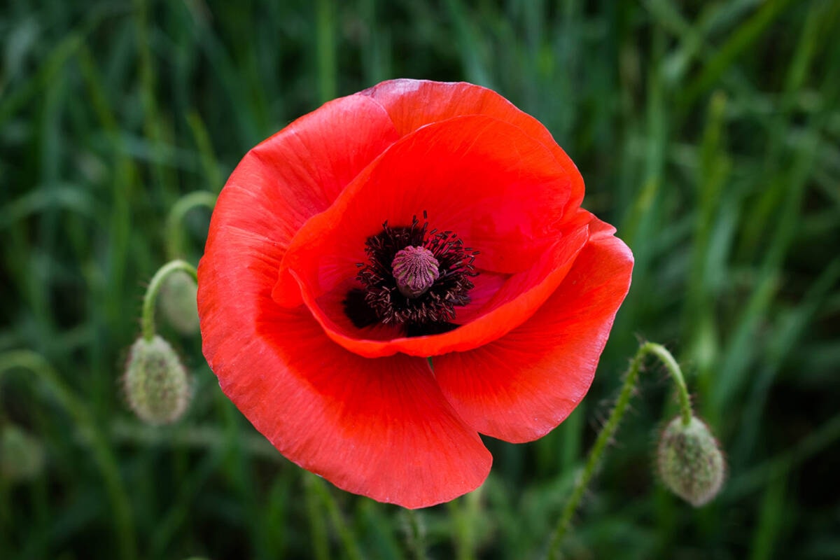 COLUMN: Thankfully, you don't have to wear a poppy - Keremeos Review