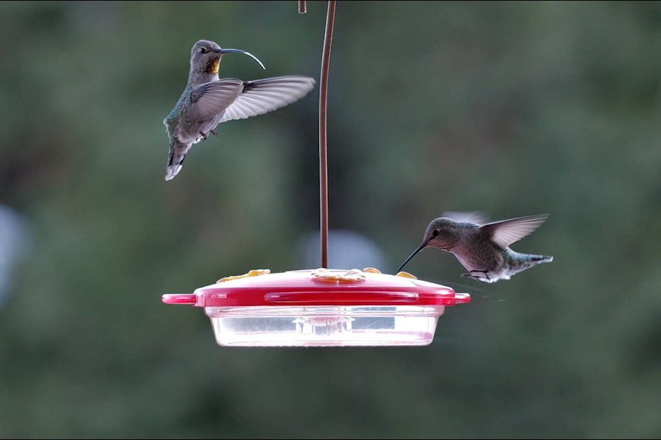A total of 11 sightings of Anna’s Hummingbirds were counted in the annual Penticton Christmas bird count on Dec. 19, 2021. (Shirley Sobkow photo)