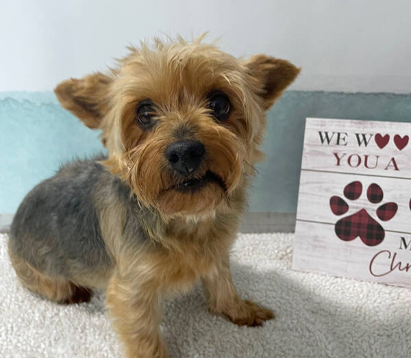 Angela says that her favourite thing about her job is, seeing how some dogs prance around after their appointmentthey know they look their best!