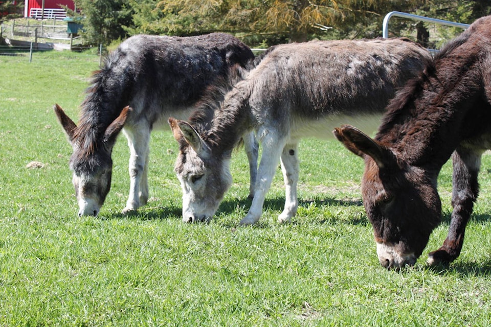 28815251_web1_220422-SAA-Turtle-Valley-donkeys-grazing