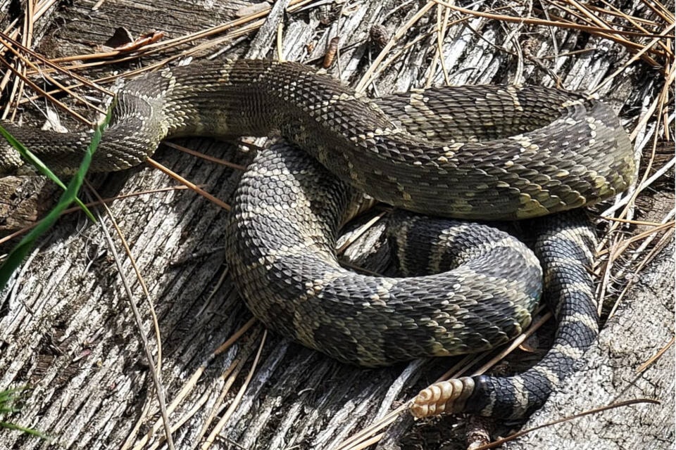 Chance Breckenridge snapped this photo of the large Northern Pacific Rattlesnake near Skaha Lake May 26. (Facebook)