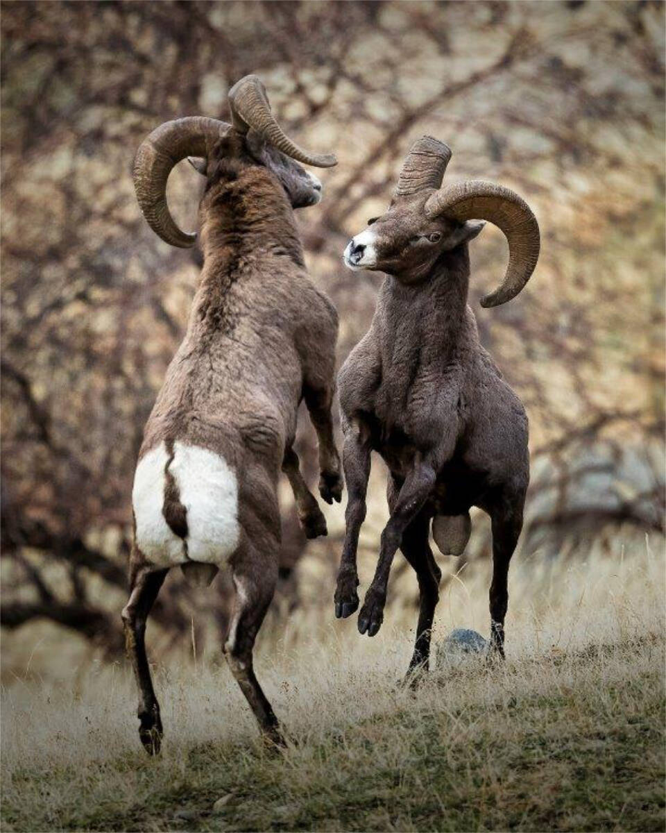 Bruce Turnbull won first place for this shot of two Big Horn bucks in battle. (Bruce Turnbull)