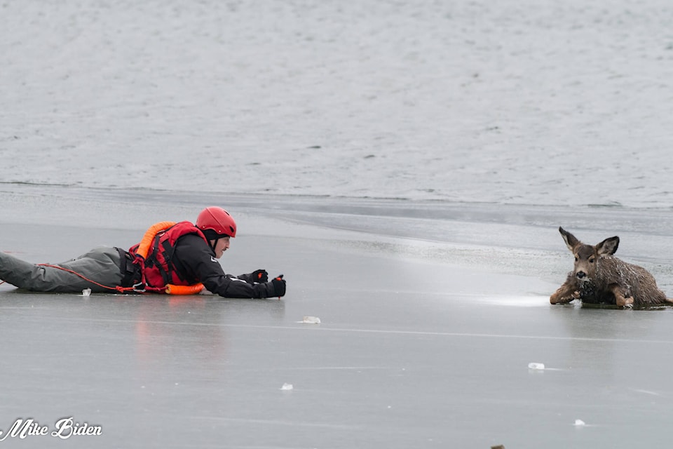 A Penticton firefighter gets near a deer stuck in the ice of Okanagan Lake on Thursday morning. (Mike Biden photo)