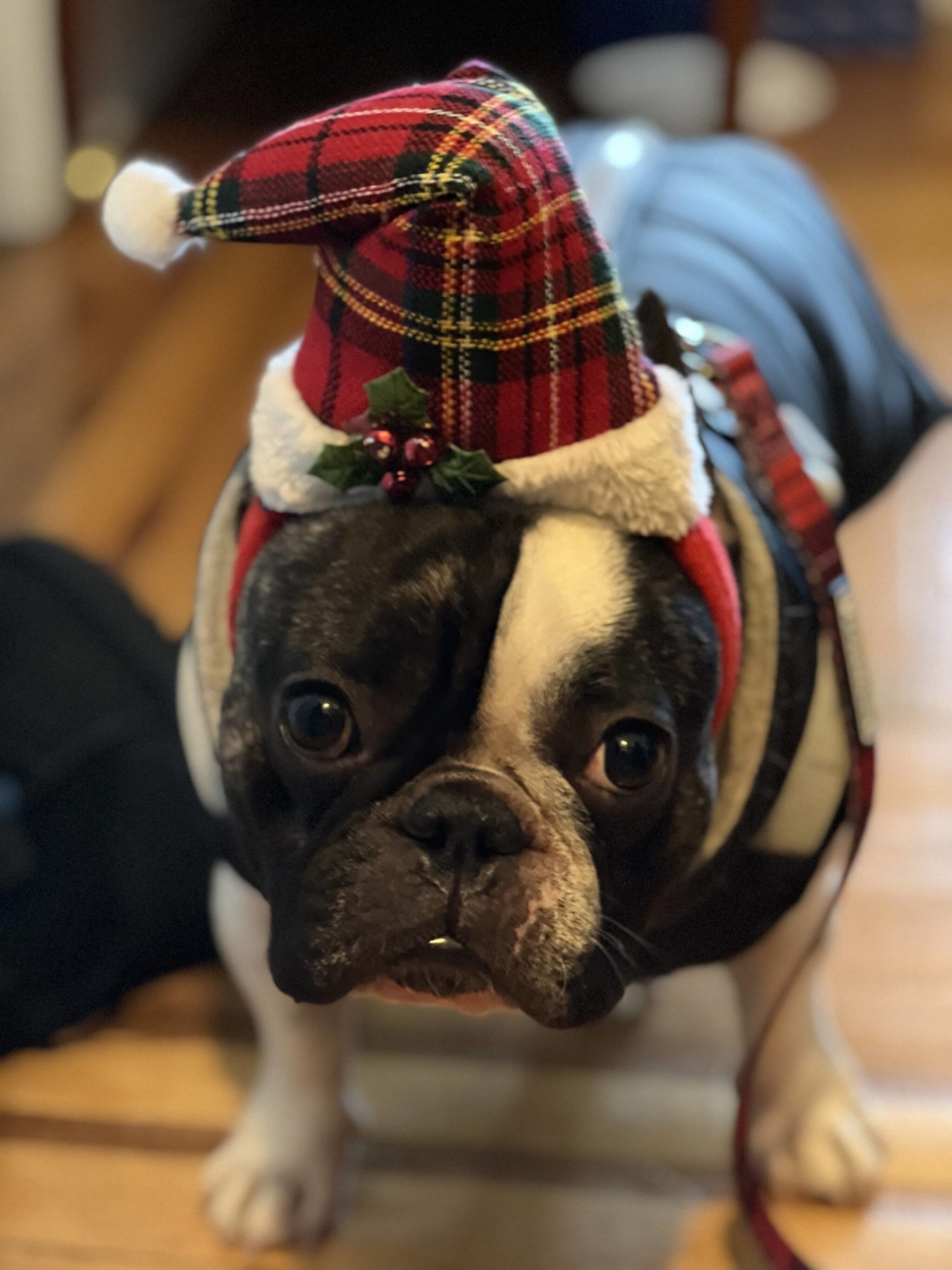Haggis, Andy Delaney's dog. (Andy Delaney)