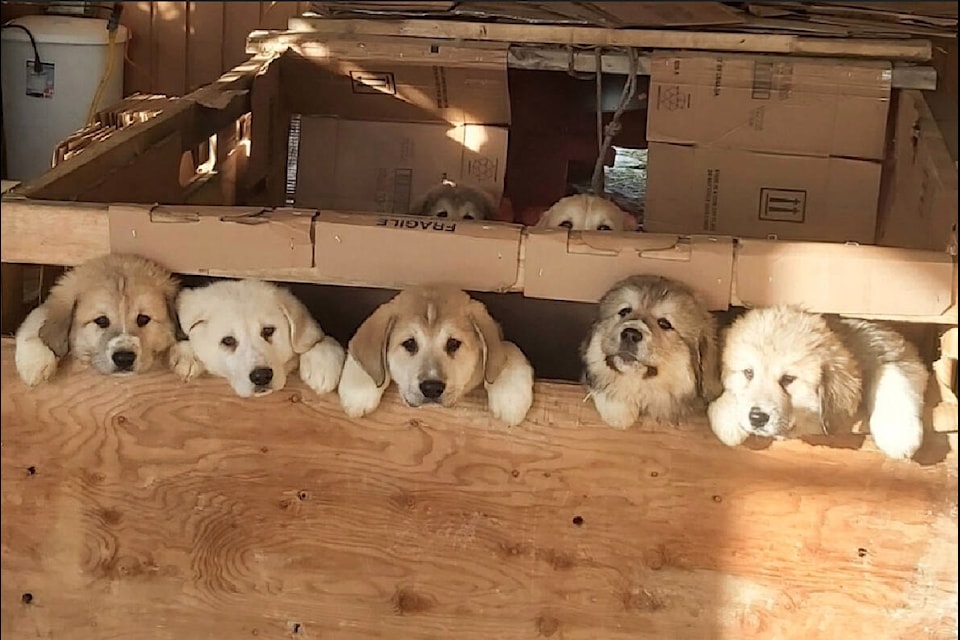 Six puppies were found dead while the mother dog and two puppies survived the fire. (Submitted photo by owners)