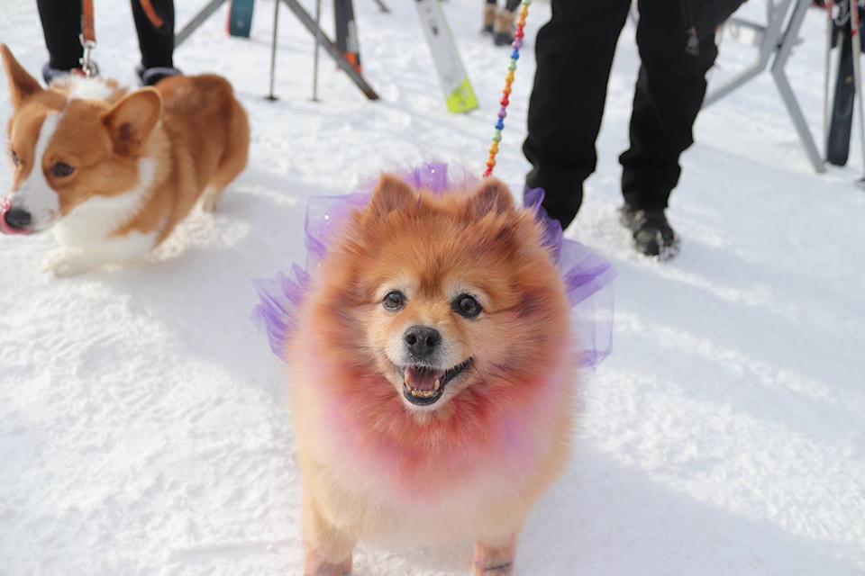 Honey the Pomeranian showed off her outfit at a dog parade during SilverStar Mountain Resort’s Dog Day event Friday, March 10, 2023. (Brendan Shykora - Morning Star)