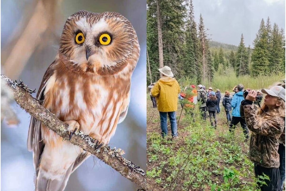 32790599_web1_230525-WEK-pygmeowl-pushok-pic_1