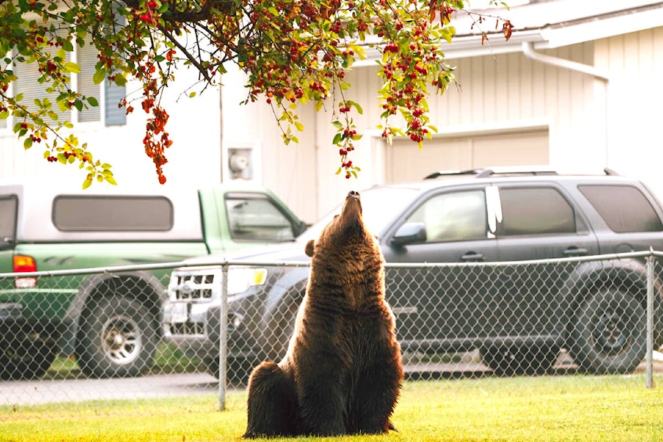 This grizzly came right into suburban Quesnel pursuing food, eating from this tree on Moffat Street. (Photo by Julie Dorge Photography)