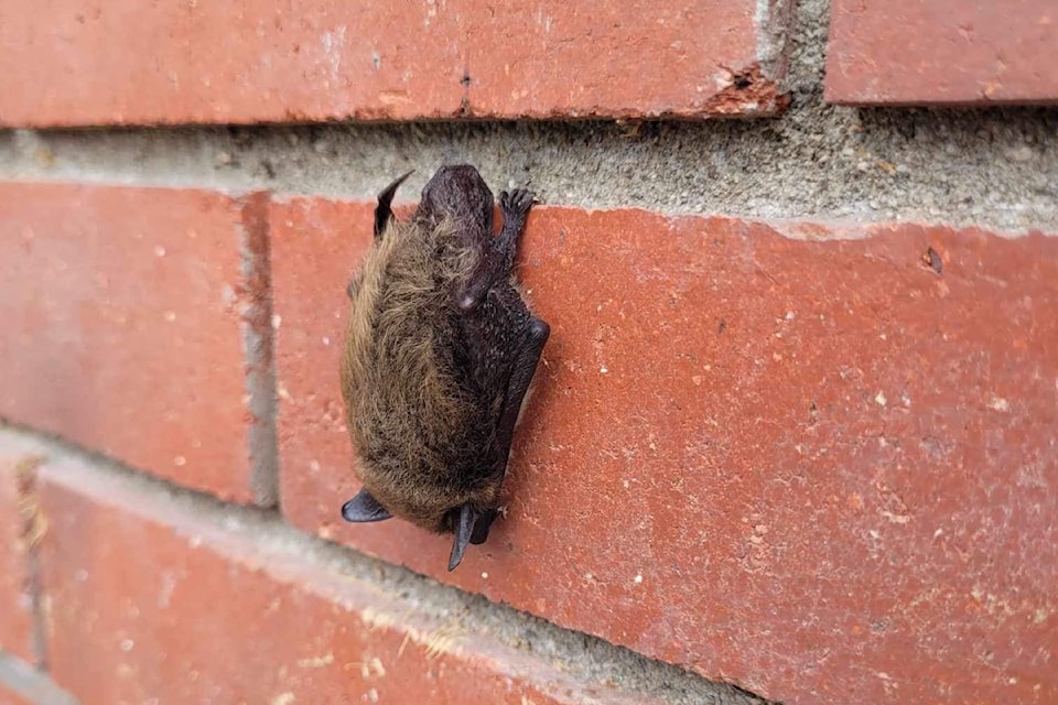 bat-photo-3-by-a-skurikhina