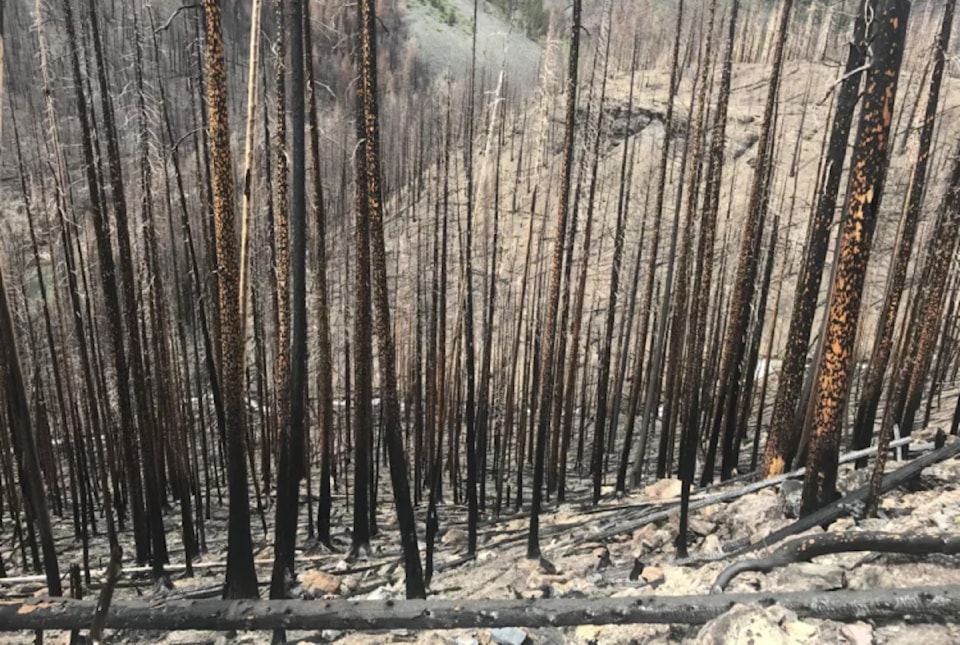 flatheadforest