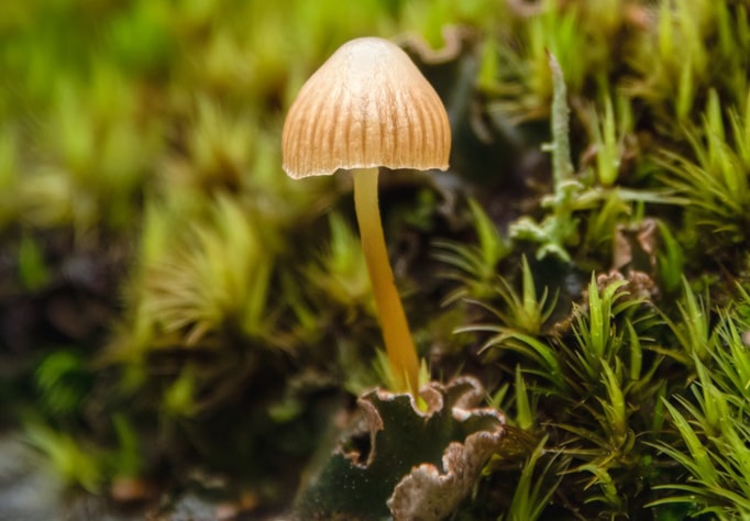 Mushroom in sunlit whisper.
