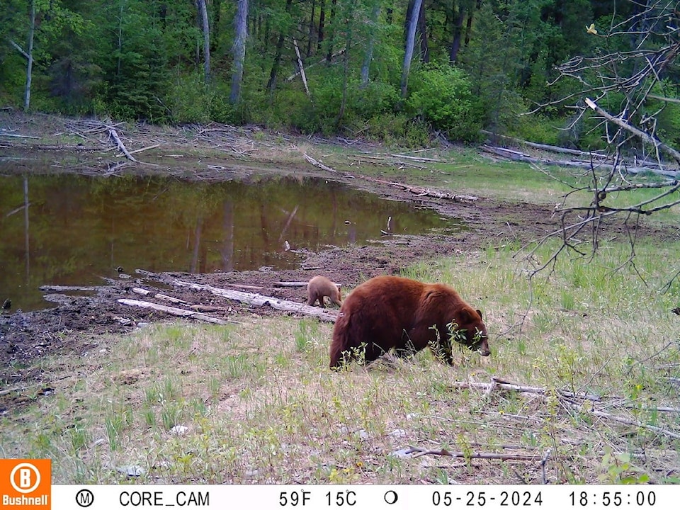 natureparkbear