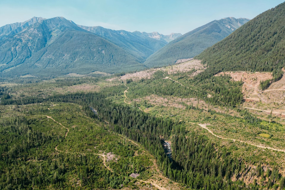 Valley-bottom logging in the St Marys River Valley.