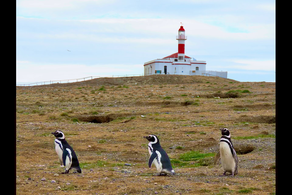 Penguins frame the lighthouse at Magdelena Island.