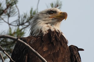 Kimberley Library to host birdwatching presentation