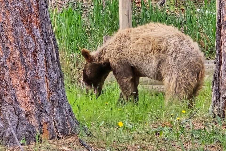 nicebear