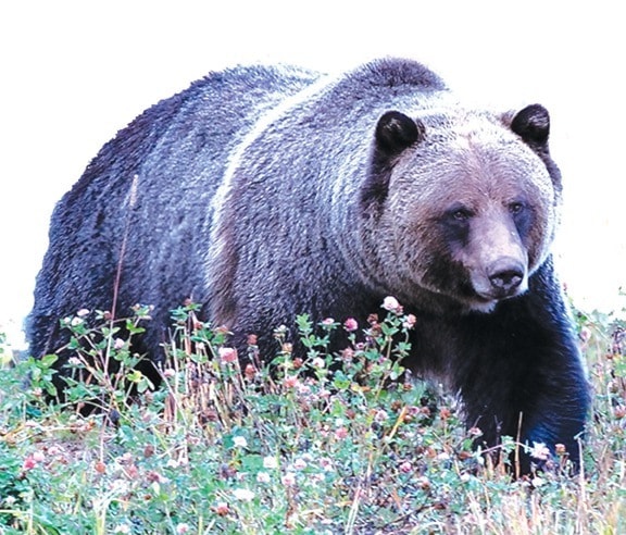 25297cranbrookdailyGrizzly_web_s271