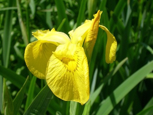 27621cranbrookdailyYellow_flag_iris_web