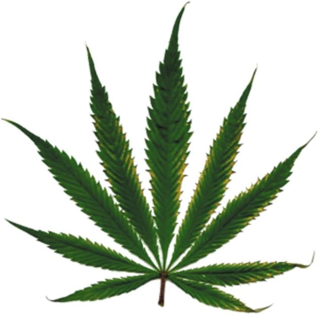 37218kimberleydailyReefer-Legislation-Madness-Medical-Cannabis-Advocates-Use-Digital-Advertising-to-Reach-Voters-300x297