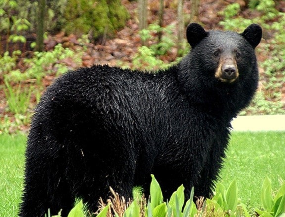 39968cranbrookdailyBlackbearstockweb