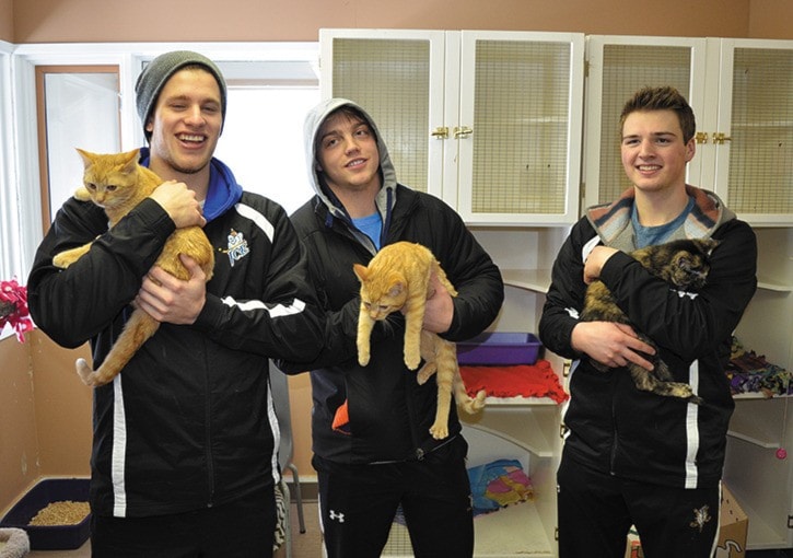 50954cranbrookdailyice_kitties_WEB